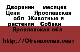 Дворянин, 5 месяцев › Цена ­ 1 - Ярославская обл. Животные и растения » Собаки   . Ярославская обл.